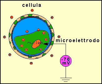 potenziale cellula